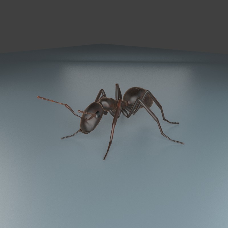 Black Garden Ant Cycles preview image 1